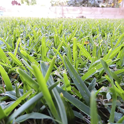 Buffalo Grass Seeds Bouteloua Dactyloides Warm-Season Perennial Grass Low Growing, Dense, Fine-Textured Turf Low Maintenance Drought Tolerant 1 Oz(15000Pcs) Grass Seeds by YEGAOL Garden