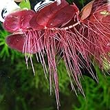 Canton Aquatics - 30+ Red Root Floater - Live Aquarium Plants - 4oz Cup