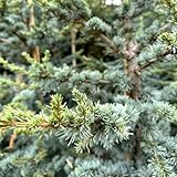 Simply Trees Horstmann Blue Atlas Cedar - 4-5 Ft, Green