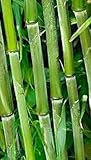 Box of 10 Phyllostachys Bissetii Bisset’s Bamboo #1 Size Live Plant