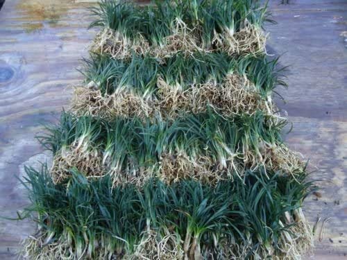 New and Healthy DWARF MONDO GRASS 220 PIPS EVERGREEN GROUND COVER ROCK GARDEN BORDER NANA VARIETY