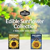 Survival Garden Seeds Edible Sunflower Seeds Vault – Gigantic Flowers with Delicious Seeds - Oil-Rich Mammoth & Black Russian Sunflower Seeds - Non-GMO Heirloom for Planting & Growing