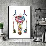 Canvas Paintings Wall Art,Human Organs Urology Penis Fertility Clinic Decor Urology Medical Art Nurse Doctor Art for Office Living Room Wall Art Bedroom wall art Stretched（16"x24"Framed Canvas）