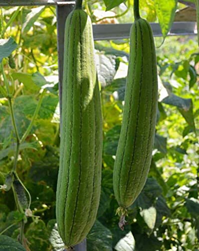 30 Sponge Dishcloth Gourd Seeds Luffa Gourd Smooth Loofah