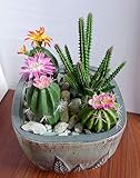 Artificial Flowers Set of 4 Three Different Succulents Plants Desert Cactus Realistic Flower Arrangements Craft Art Decor Plant for Indoor Outdoor Decoration