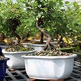 Brussel's Bonsai Live Chinese Sweet Plum Bonsai Tree - 5 Years, 6 to 10 in - Indoor Bonsai in Ceramic Bonsai Pot