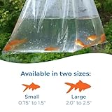 Toledo Goldfish Comet Feeder Goldfish: Live Feeder Goldfish Perfect for Stocking Ponds, Tanks, and Aquariums – 0.75 to 1.5 inches, 10 Fish