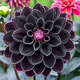 150 Black Dahlia Flower Seeds, Black Ruby Beauty Dahlia Flower Seeds, Dahlia Exotic Fresh Seeds, Dahlia Flower for Gardening (Pack of 150 Seeds)