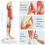 EVOTECH Human Leg Muscles Anatomy Model, Life Size 14 Parts Removable Human Leg Anatomy Model Showing Muscles Major Blood Vessels & Nerves for Medical Student Lab Classroom Tool