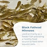 Toledo Goldfish Black Fathead Minnows, Tuffies, or Crappie Minnows - Perfect for Aquariums or as Feeder Fish for Ponds, 0.5 to 1.5 Inches, 150 Fish