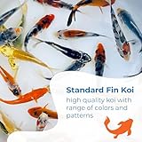 Toledo Goldfish Standard Fin Koi, Variety of Colors and Patterns - Beautiful Live Fish Perfect for Ponds, Tanks, and Aquariums - 4-5 Inches, 5 Count