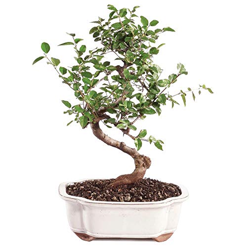 Brussel's Bonsai Live Chinese Sweet Plum Bonsai Tree - 5 Years, 6 to 10 in - Indoor Bonsai in Ceramic Bonsai Pot