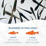 Toledo Goldfish Black Fathead Minnows, Tuffies, or Crappie Minnows - Perfect for Aquariums or as Feeder Fish for Ponds, 0.5 to 1.5 Inches, 150 Fish