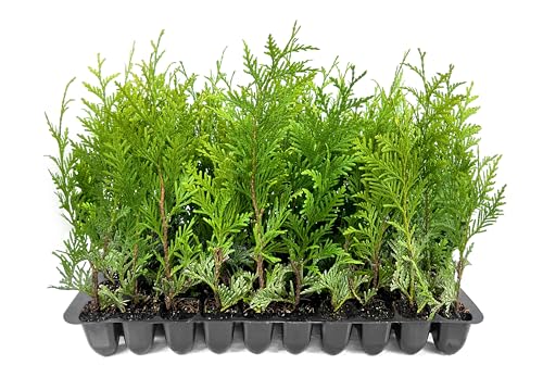 Thuja Green Giant | 60 Live Plants | Thuja standishii x plicata | Fast Growing Evergreen Trees | Privacy Hedge Plants for Landscaping