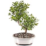 Brussel's Bonsai Live Chinese Sweet Plum Bonsai Tree - 5 Years, 6 to 10 in - Indoor Bonsai in Ceramic Bonsai Pot