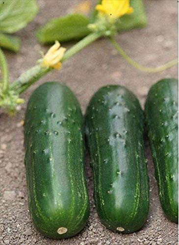 Supremo Hybrid Cucumber Seeds
