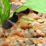 Bumblebee Catfish (Pack of 3) - Live Fish for Aquarium Exotic Freshwater Live Fish Live Aquarium Fish Live Fish Live Freshwater