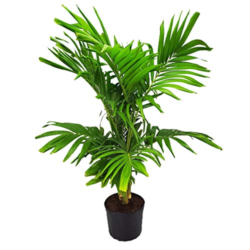 Adonidia Christmas Palm Tree - Live Plant - Tropical Plants of Florida - Overall Height 62" to 70" (Plant Only)…