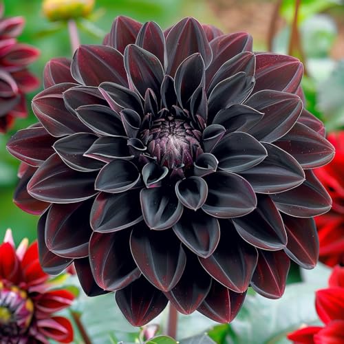 150 Black Dahlia Flower Seeds, Black Ruby Beauty Dahlia Flower Seeds, Dahlia Exotic Fresh Seeds, Dahlia Flower for Gardening (Pack of 150 Seeds)