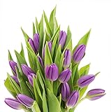 KaBloom Flowers - Valentine Collection - Bouquet of 20 Purple Tulips Farm-Fresh From Holland without vase. Gift for Birthday, Thank You, Valentine, Mother’s Day Fresh Flowers