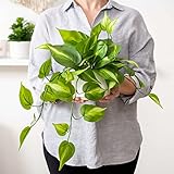 Kurrajong Farmhouse Fake pothos Plant | Fake Plant for Shelf Decor |18" Artificial Trailing Ivy Plant with 5" Wide Ceramic Pot | Dark Green Faux Ivy Plant | Feaux Ivy Pothos Plant