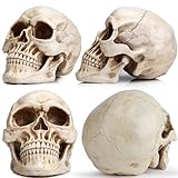 READAEER Life Size Human Skull Model 1:1 Replica Realistic Human Adult Skull Head Bone Model (White)