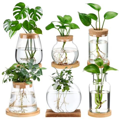 Honeydak 6 Pcs Plants Propagation Stations Planter Terrariums with Wooden Lid and Bamboo Stand Desktop Glass Propagation Vases for Plant Growing Hydroponic Home Office Tabletop Decoration