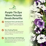 Outsidepride 30 Seeds Annual Petunia Shock Wave Spreading Purple Tie Dye Garden Flower Seeds for Planting