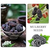 1100pcs Mixed Fruit Seeds Berry Seeds for Planting 200pcs Strawberry 200pcs Raspberry 200pcs Mulberry 200pcs Blueberry 200pcs Elderberry 10pcs Cherry - Individually Packaged