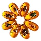 Western Eagle Workshop 8pcs Amber Fossil with Insects Samples Stones Crystal Specimens Home Decorations Collection Oval Pendant