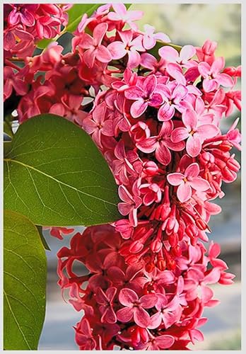 Red Pixie Lilac Shrub – Fragrant Reblooming Lilac Bush | Cold Hardy, Drought Resistant & Low Maintenance | Attracts Butterflies & Bees | Perfect for Small Gardens & Containers – Live Plant