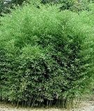 Box of 10 Phyllostachys Bissetii Bisset’s Bamboo #1 Size Live Plant