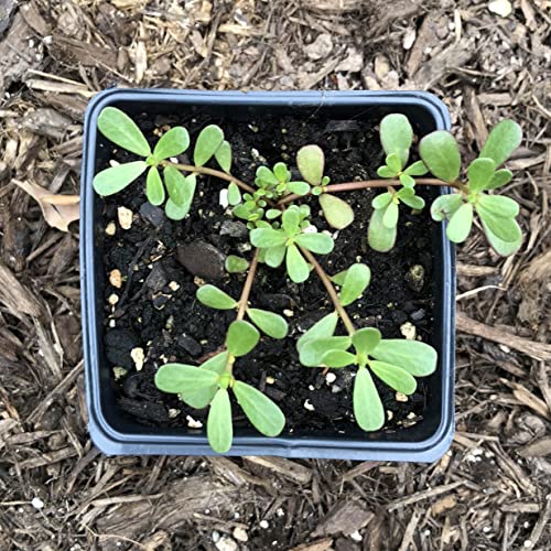 Live Organic Purslane Plant, (Portulaca oleracea L.) 2.5-inch Pot - Edible