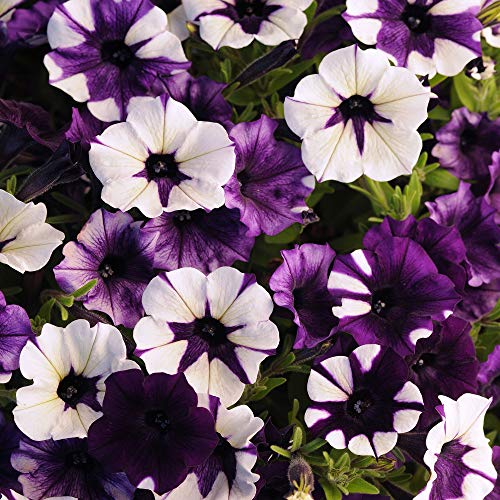 Outsidepride 30 Seeds Annual Petunia Shock Wave Spreading Purple Tie Dye Garden Flower Seeds for Planting