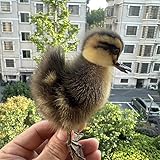 New Animal Specimen Making Eurasian Duck Specimen Teaching/Decoration