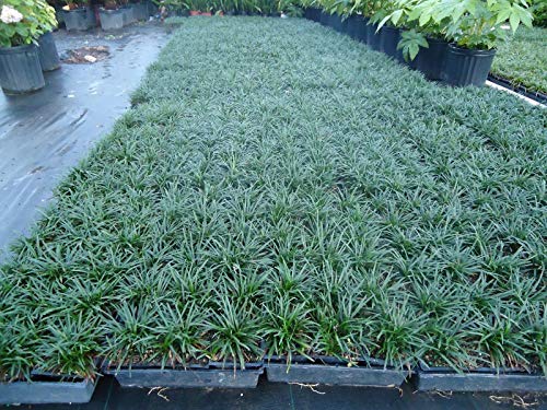 Redeo New and Healthy Dwarf Mondo Grass 330 PIPS, Evergreen, Ground Cover,Rock Garden, Border.